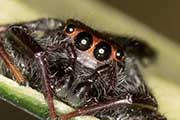 Jumping Spider (Opisthoncus grassator) (Opisthoncus grassator)